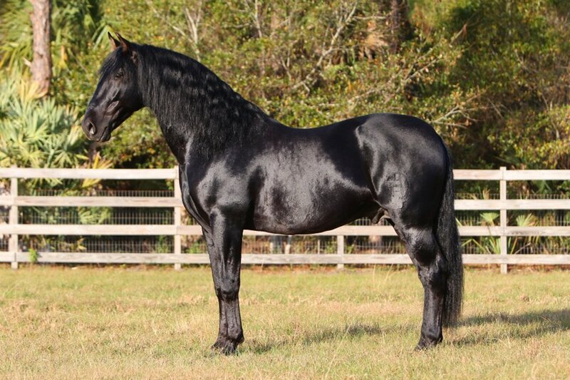 Black Horse Standing — Calm, Afternoon, Photograph, Fence, Grass