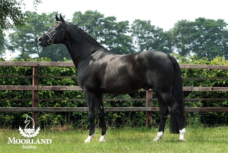 Black Horse Standing — Calm, Afternoon, Photograph, Fence