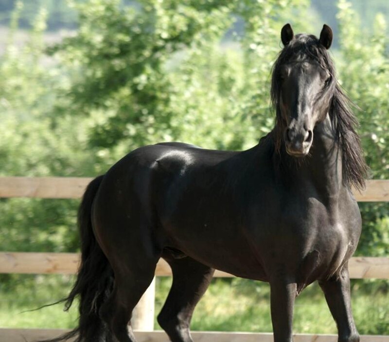 Black Horse Standing — Calm, Afternoon, Photograph, Fence, Trees