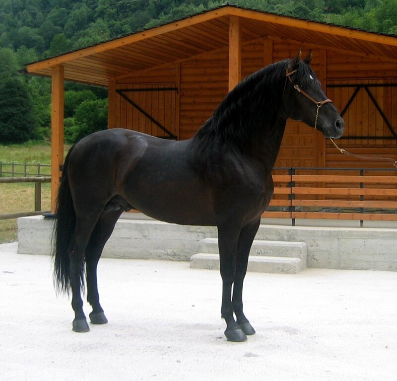 Black Horse Standing — Calm, Afternoon, Photograph