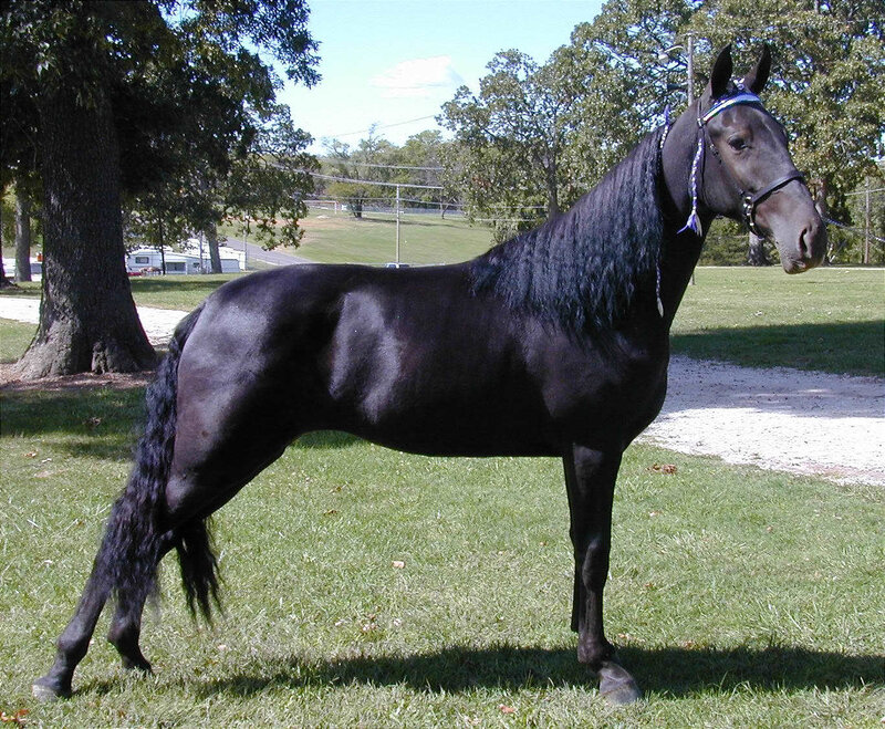 Black Horse Standing — Calm, Afternoon, Photograph, Tree