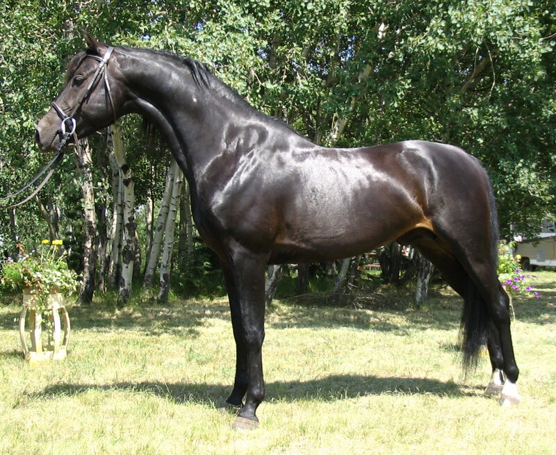 Black Horse Standing — Calm, Afternoon, Photograph, Trees, Grass, Flowers