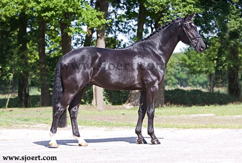 Black Horse Standing — Calm, Afternoon, Photograph, Trees