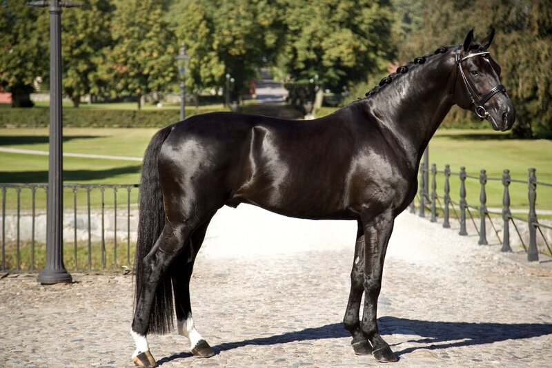 Black Horse Standing — Calm, Afternoon