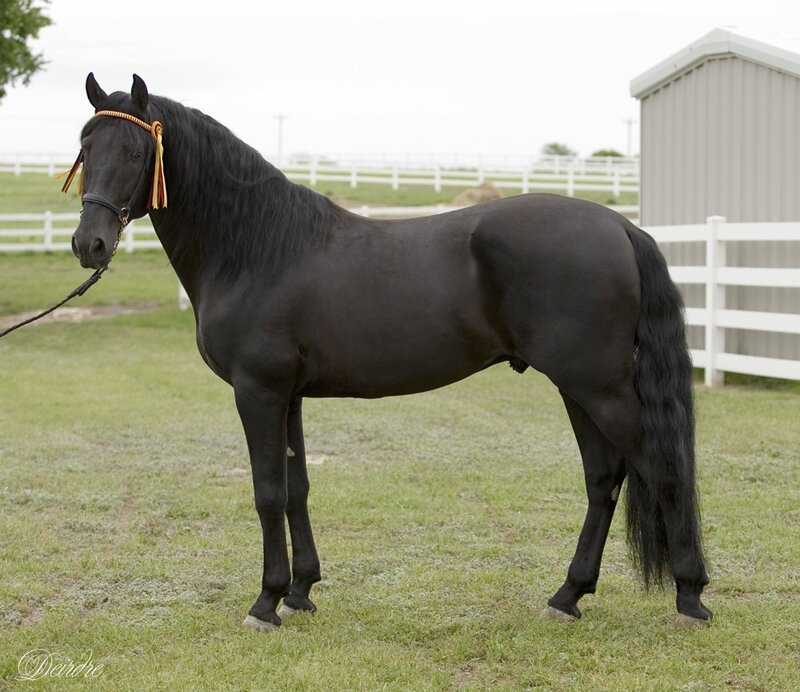 Black Horse Standing — Calm