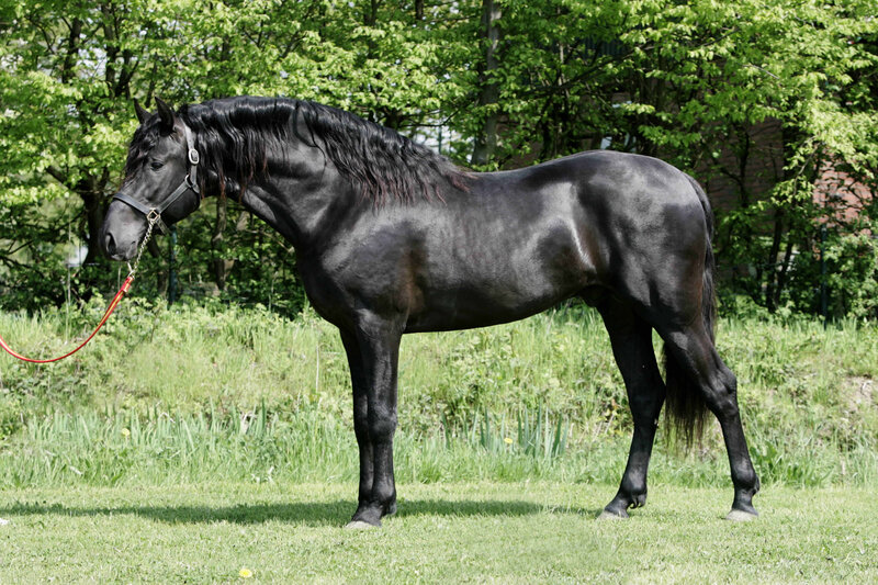 Black Horse Standing — Green