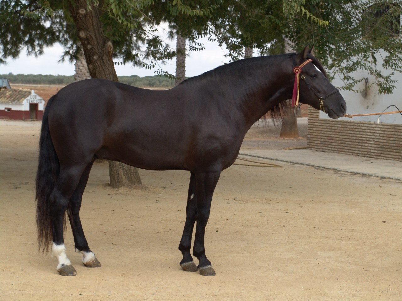 black horse standing in a paddock