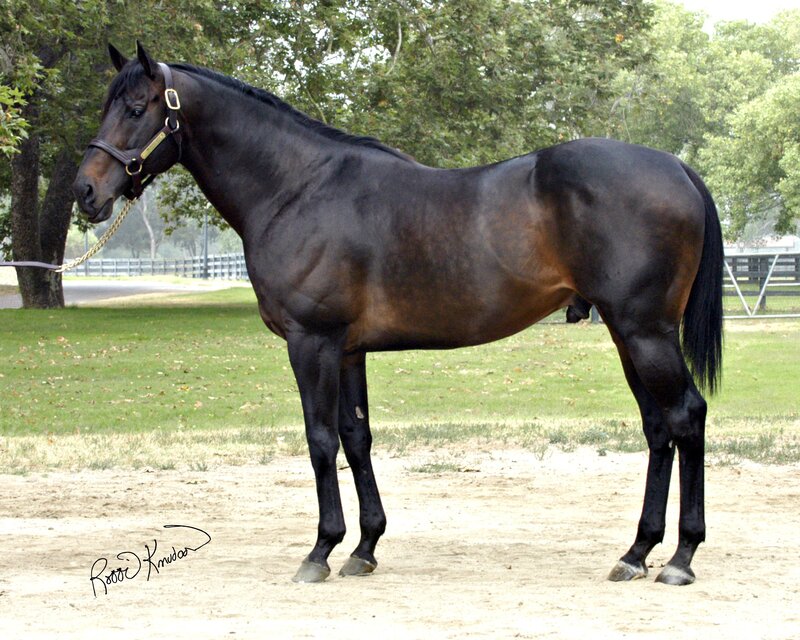 black horse standing in a paddock