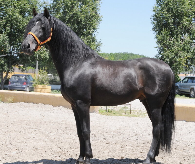 black horse standing in a paddock