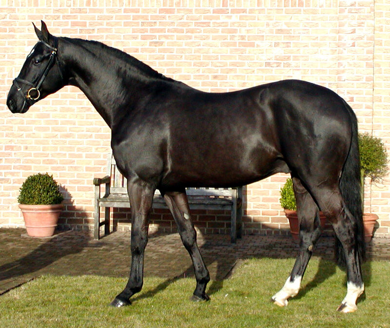 black horse standing in profile