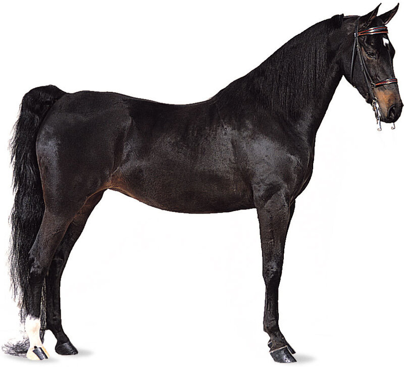 Black Horse Standing — Neutral, Photograph, Bridle, Tail, White