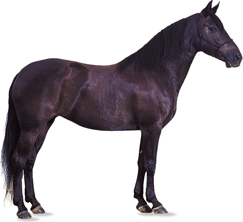 Black Horse Standing — Neutral, Photograph, Bridle