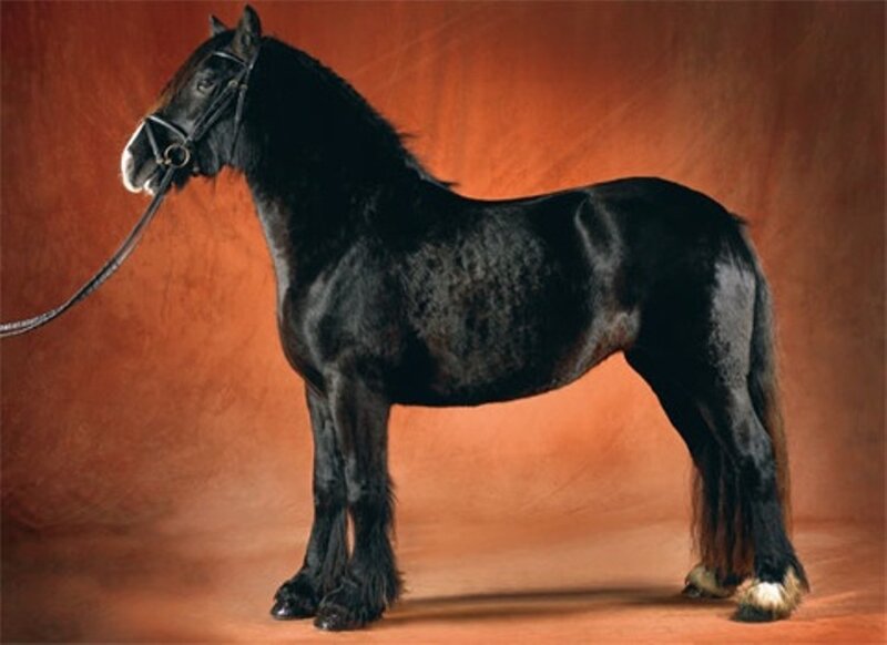 Black Horse Standing — Neutral