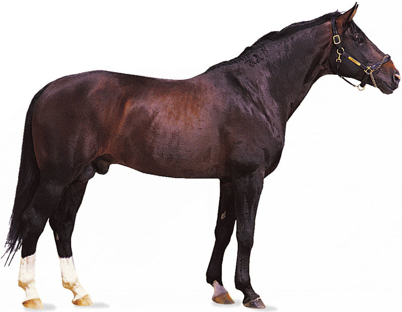 black horse standing profile