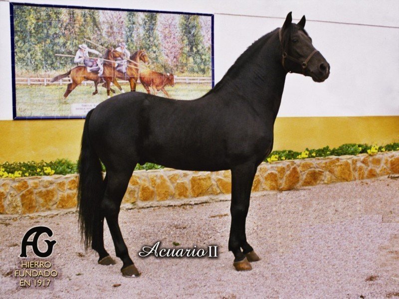 Black Horse Standing