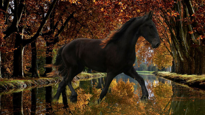 Black Horse Walking — Brown