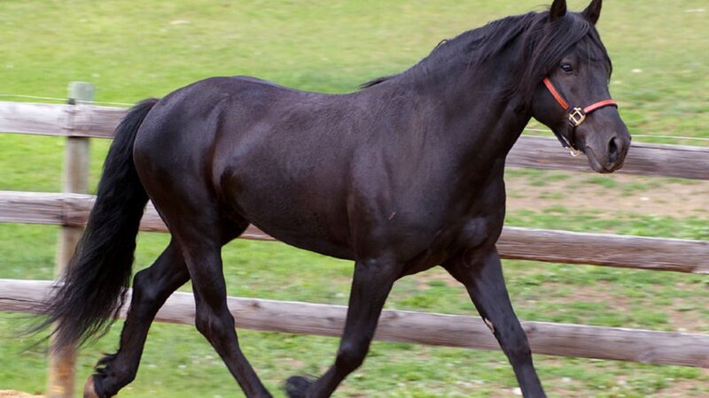 Black Horse Walking — Calm, Afternoon