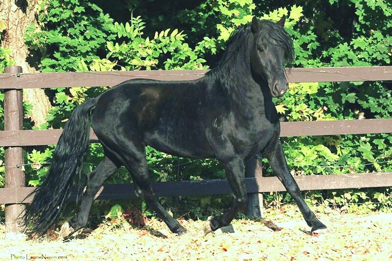 Black Horse Walking — Calm