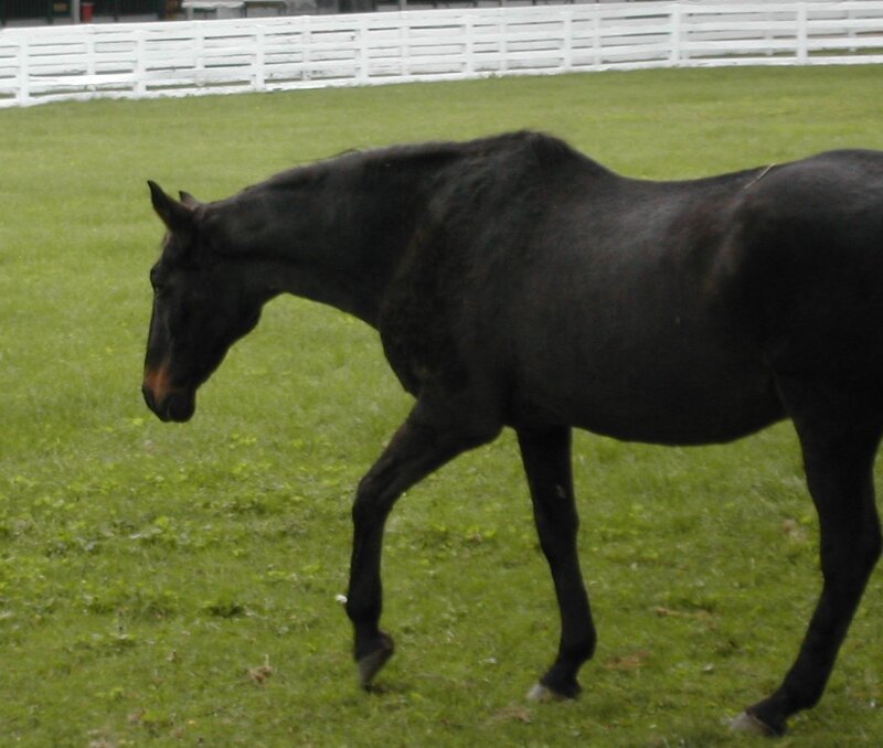 Black Horse Walking — Green