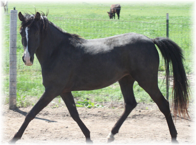 Black Horse Walking
