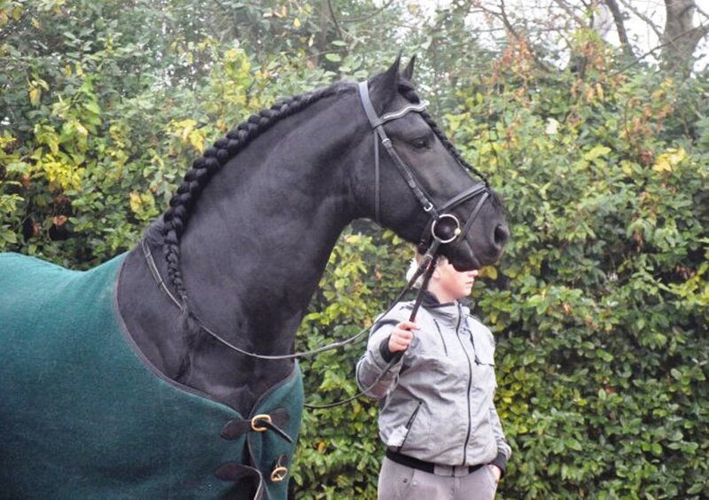 Black Horse with Braid