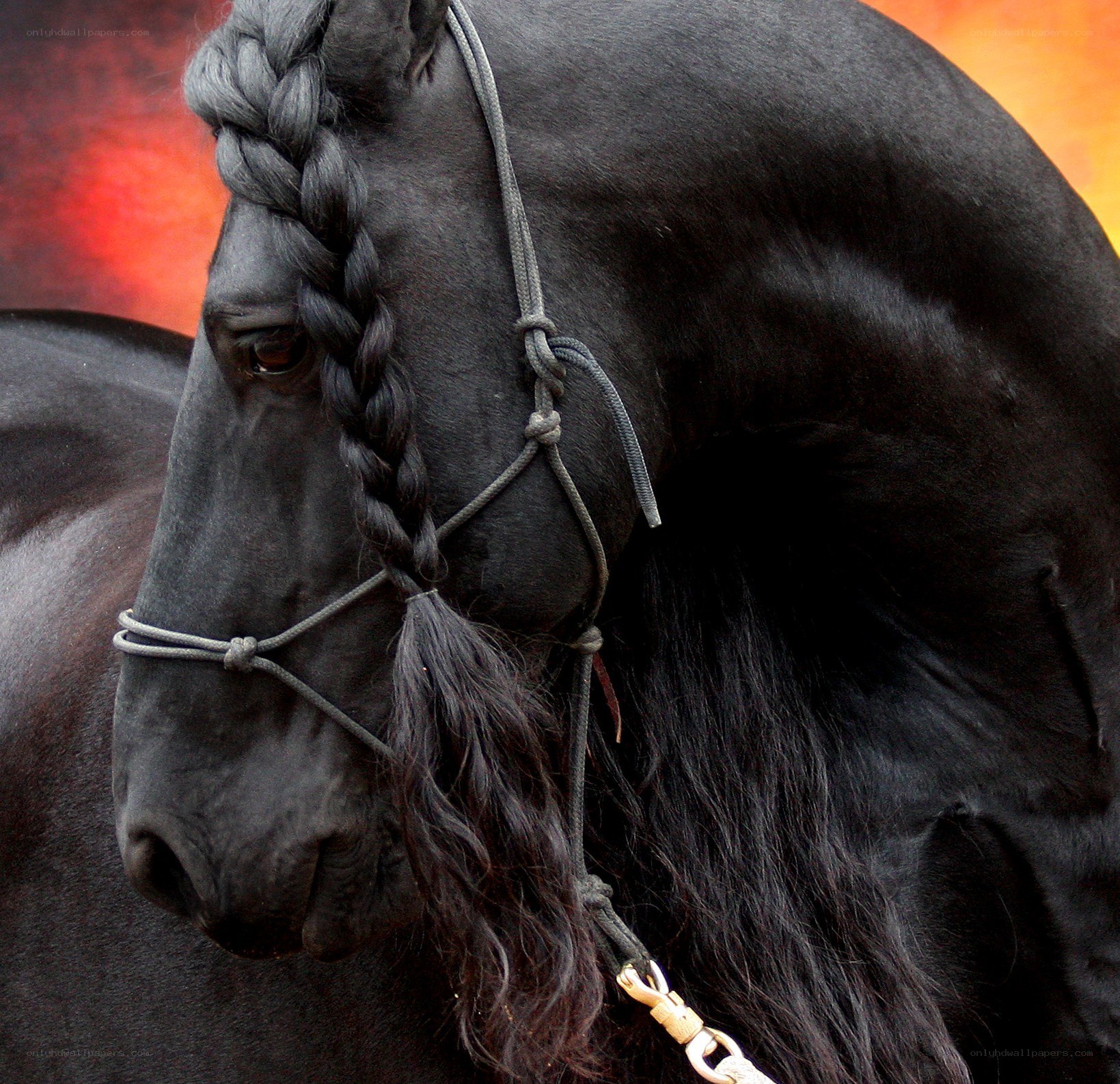 black horse with braided mane