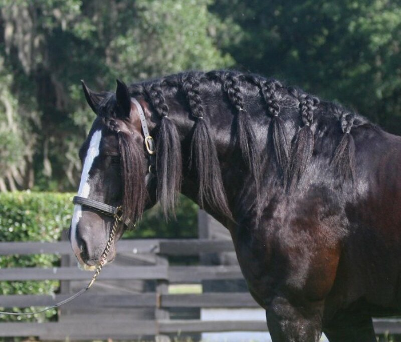black horse with braided mane
