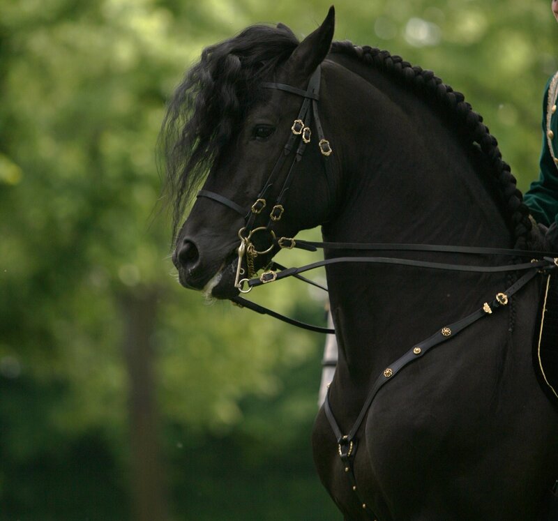 black horse with braided mane