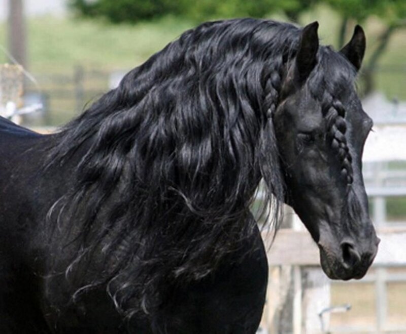Black Horse with Braided Mane — Calm, Afternoon, Photograph