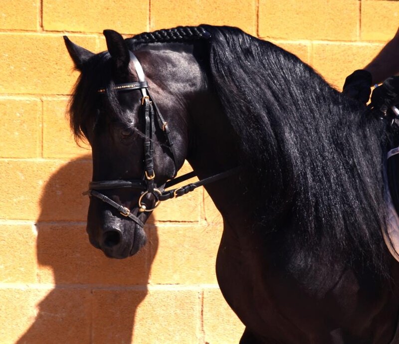 Black Horse with Braided Mane — Calm, Afternoon