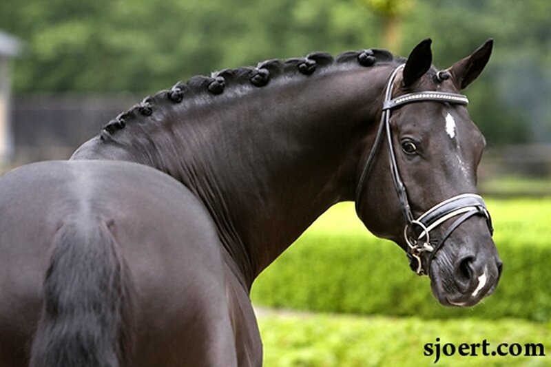 Black Horse with Braided Mane — Calm