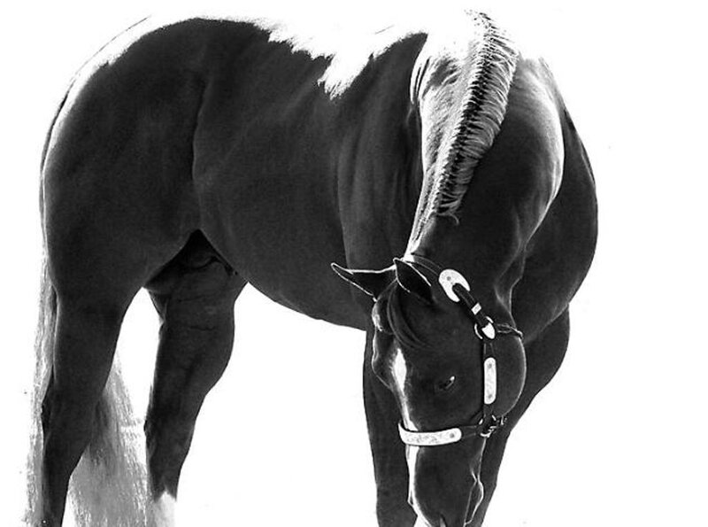 Black Horse with Braided Mane — Dramatic