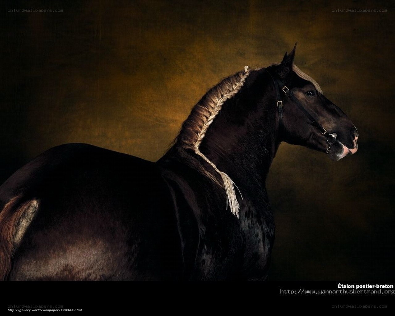 black horse with braided mane