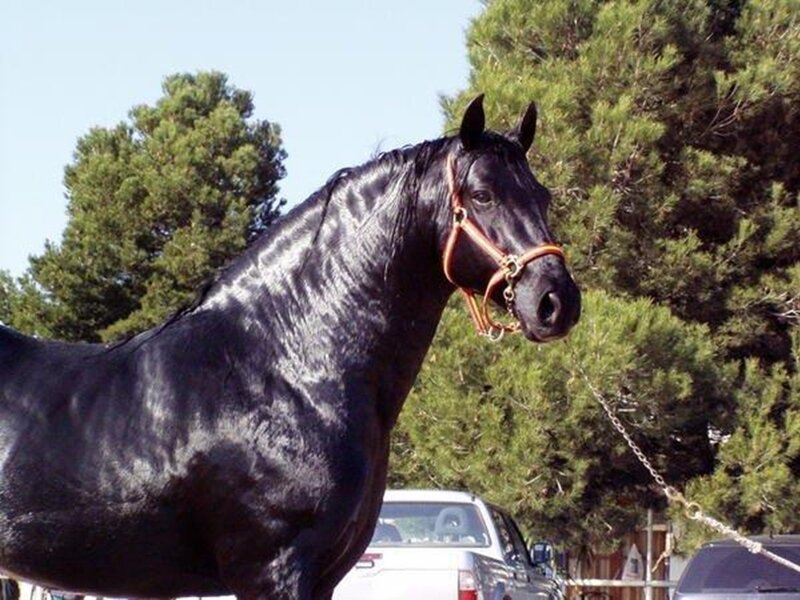 Black Horse with Bridle — Calm, Afternoon, Photograph