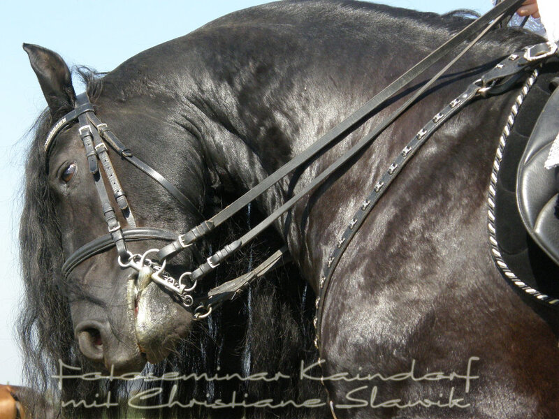 Black Horse with Bridle — Calm, Afternoon