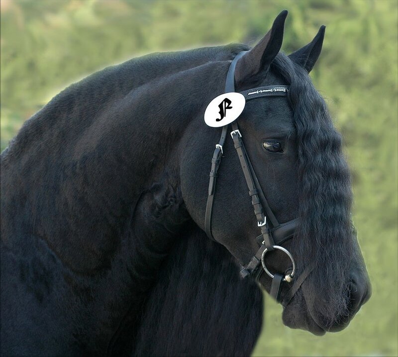Black Horse with Bridle — Calm