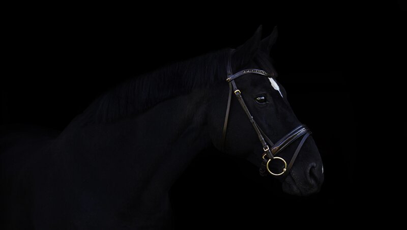 Black Horse with Bridle — Dramatic