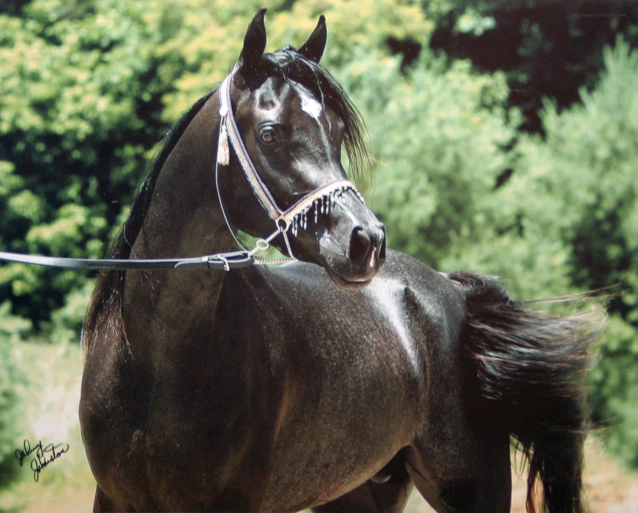 black horse with bridle