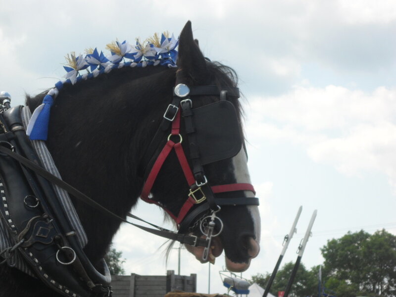 Black Horse with Decoration — Calm