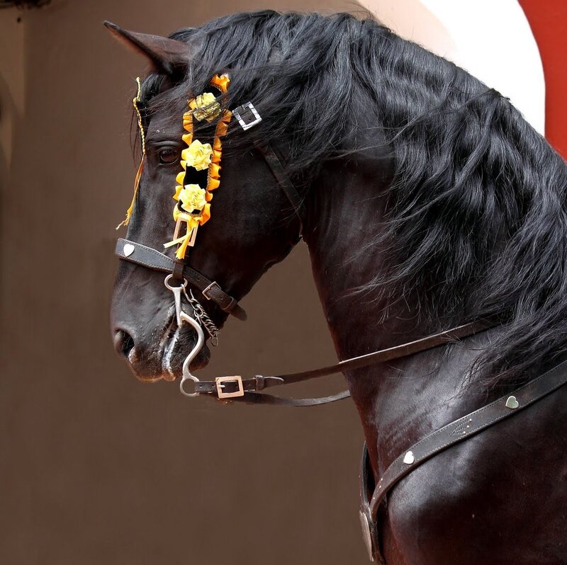 Black Horse with Decoration