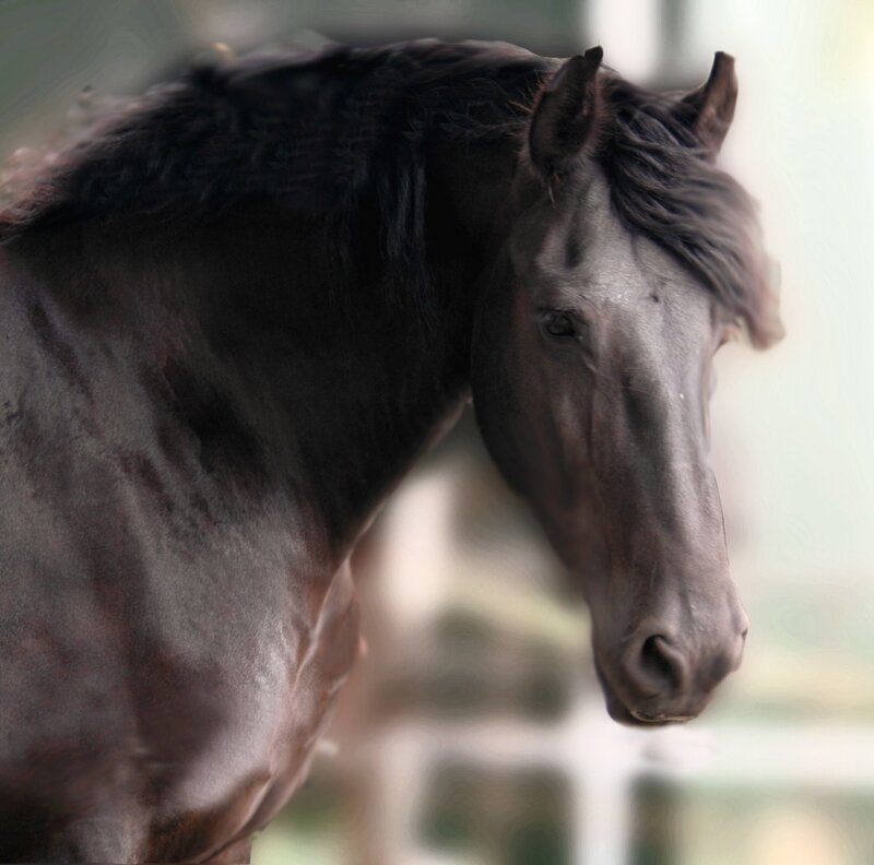 black horse with flowing mane