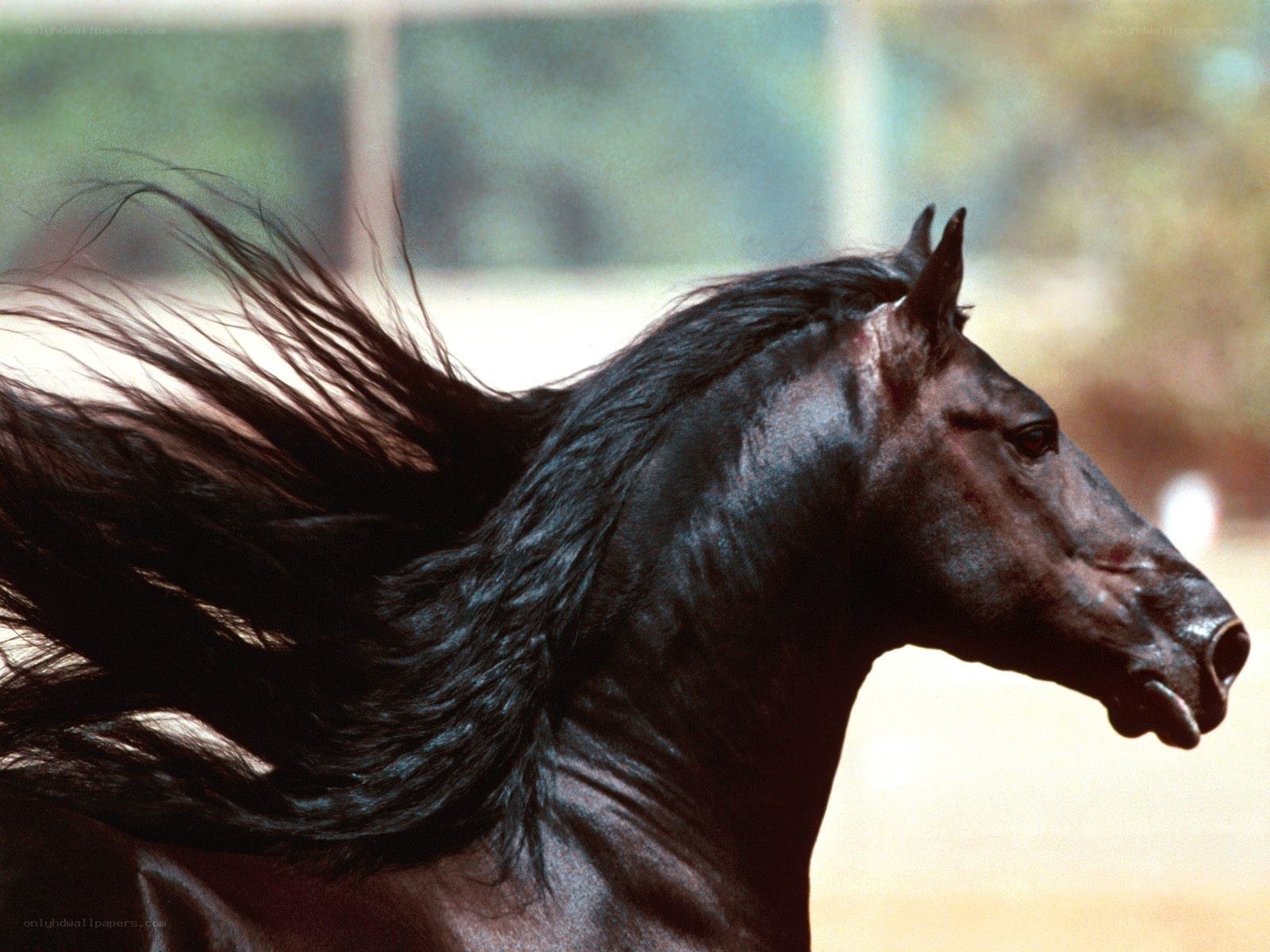 black horse with flowing mane