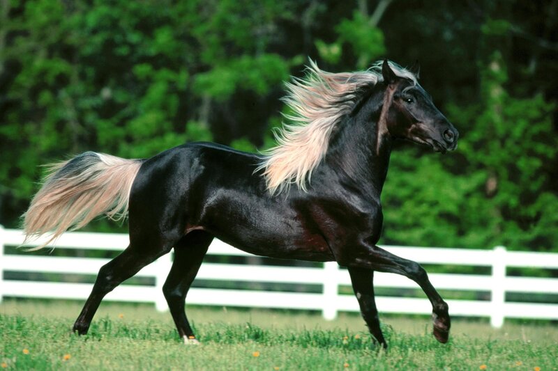 black horse with flowing mane