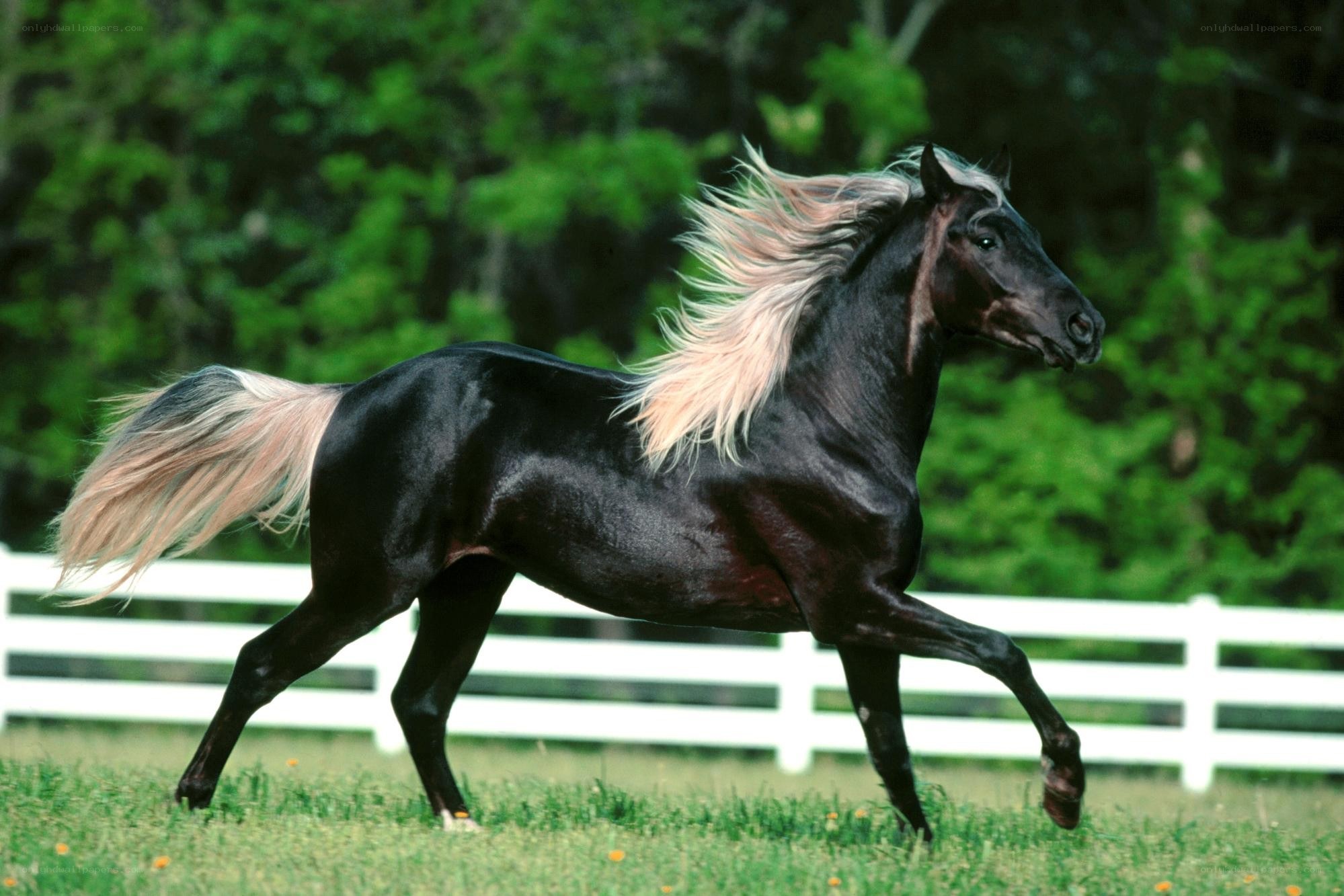black horse with flowing mane