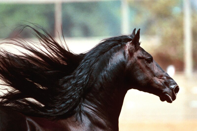 black horse with flowing mane