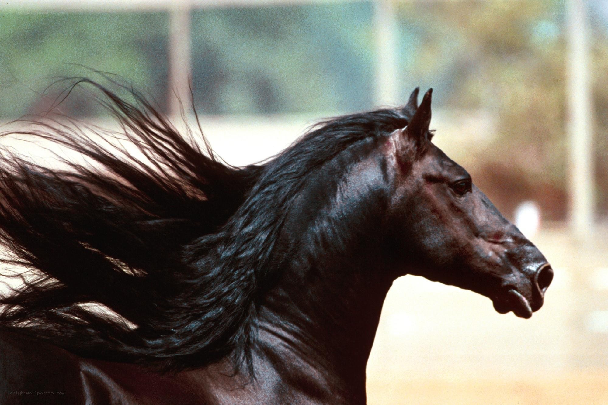 black horse with flowing mane