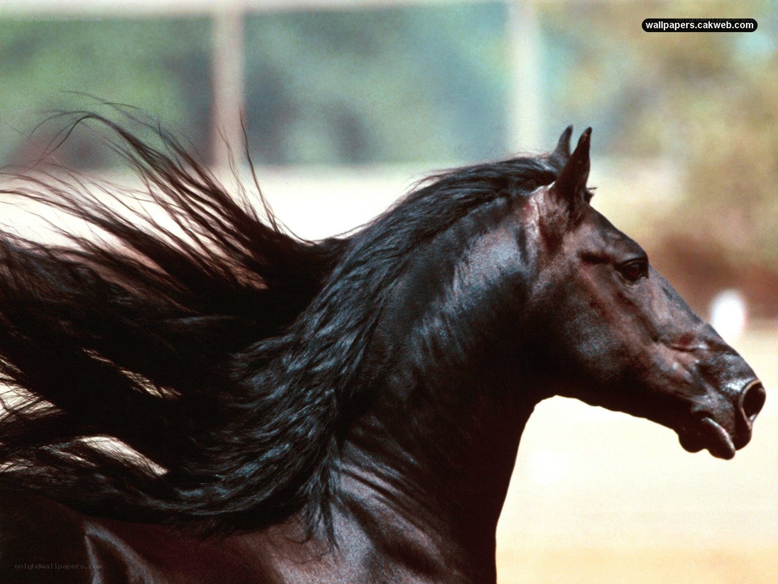 black horse with flowing mane