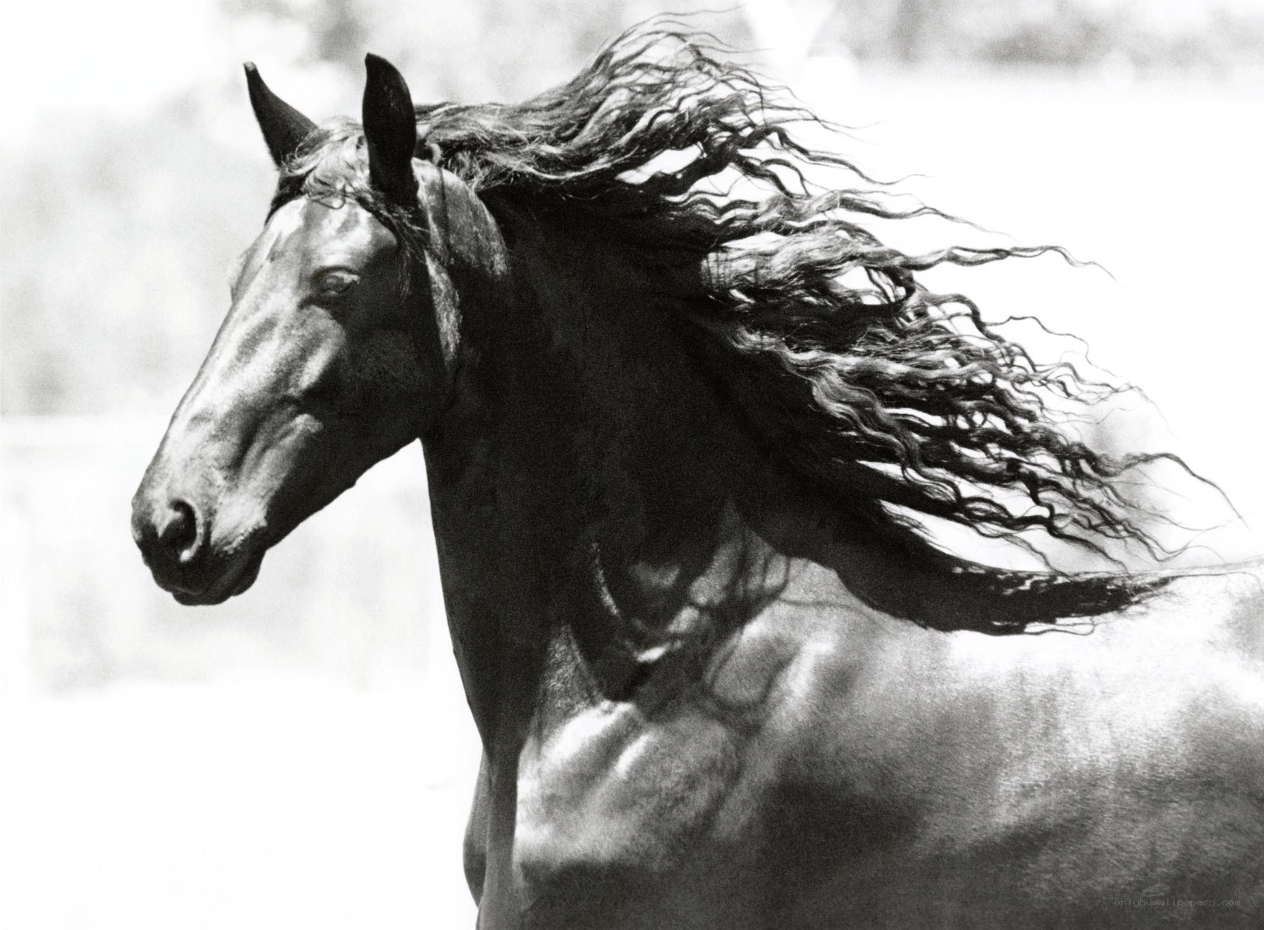 black horse with flowing mane