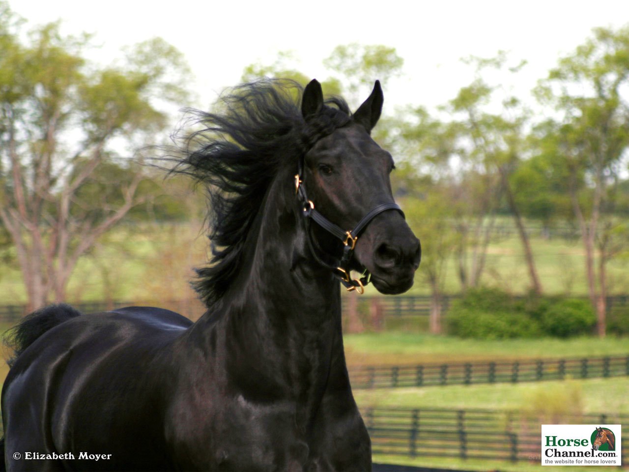 Black horse with flowing mane