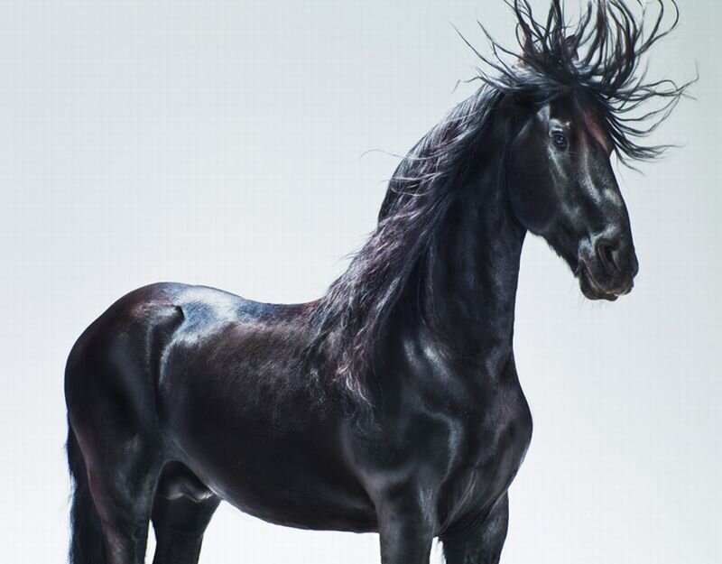 Black Horse with Flowing Mane — Dramatic, Photograph